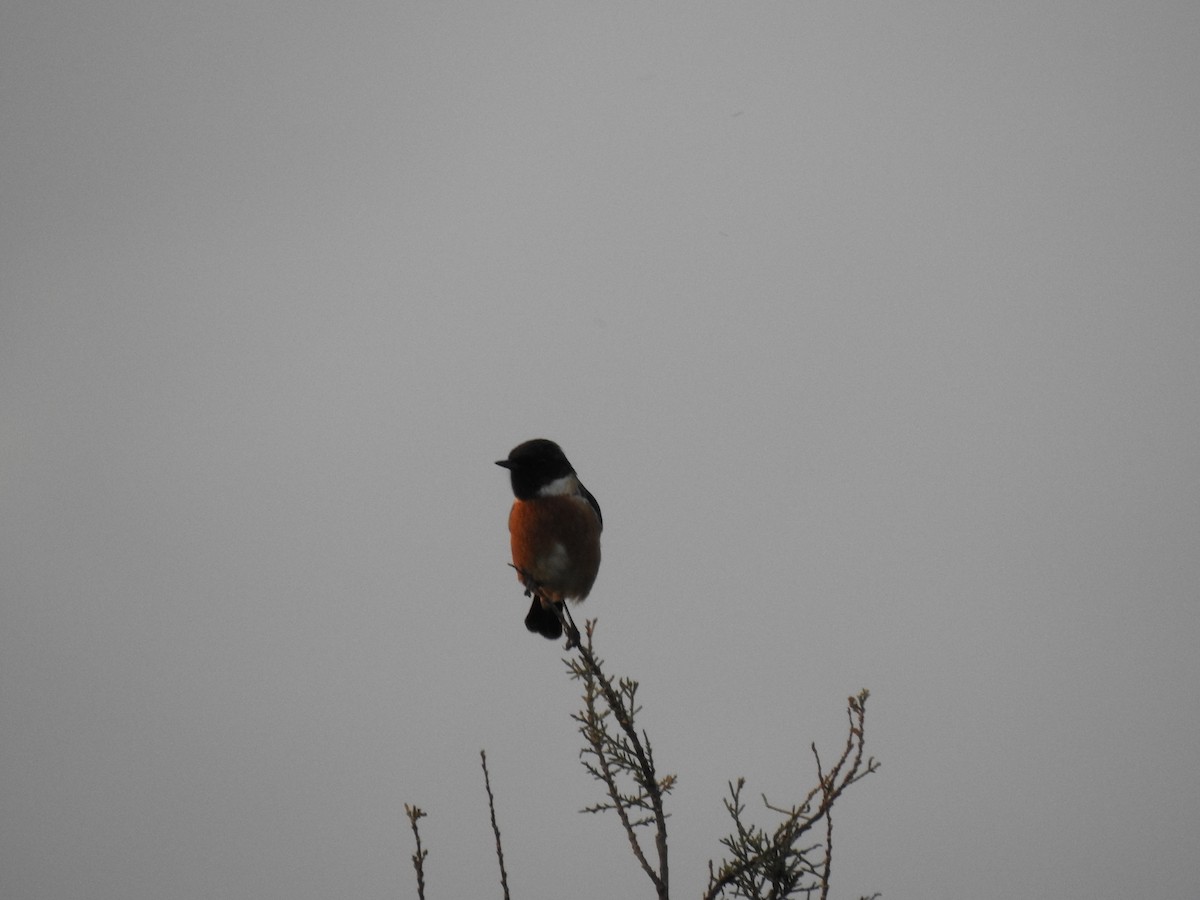 European Stonechat - ML643242330