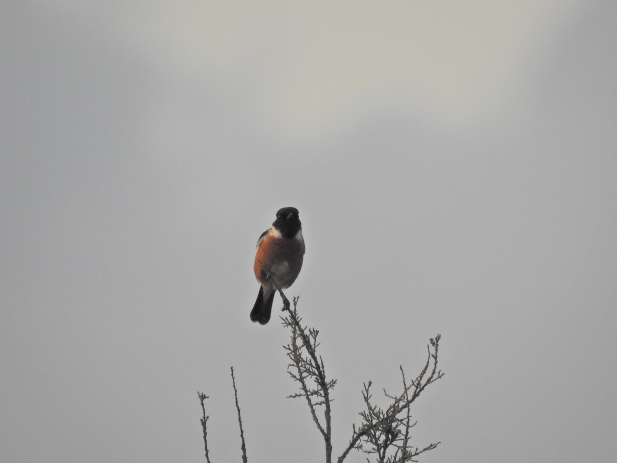 European Stonechat - ML643242331