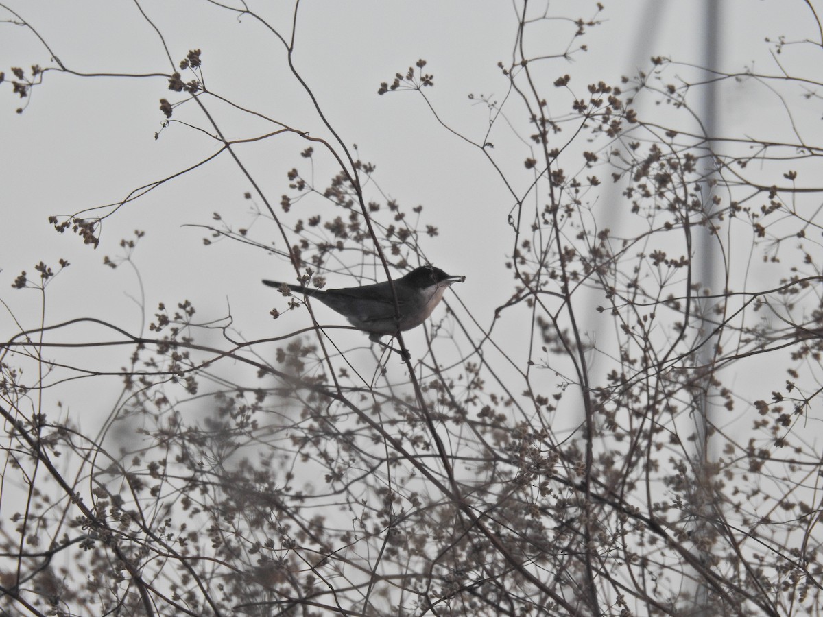 Sardinian Warbler - ML643242339