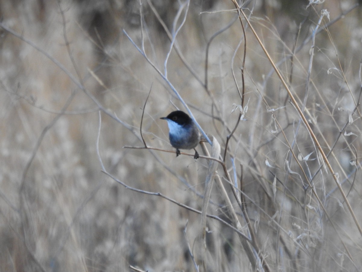 Sardinian Warbler - ML643242350