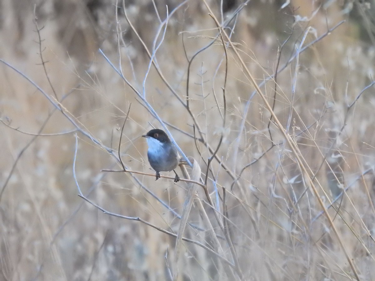 Sardinian Warbler - ML643242351