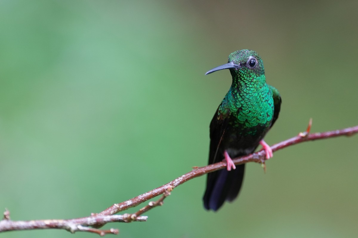 Bronze-tailed Plumeleteer - ML643242361
