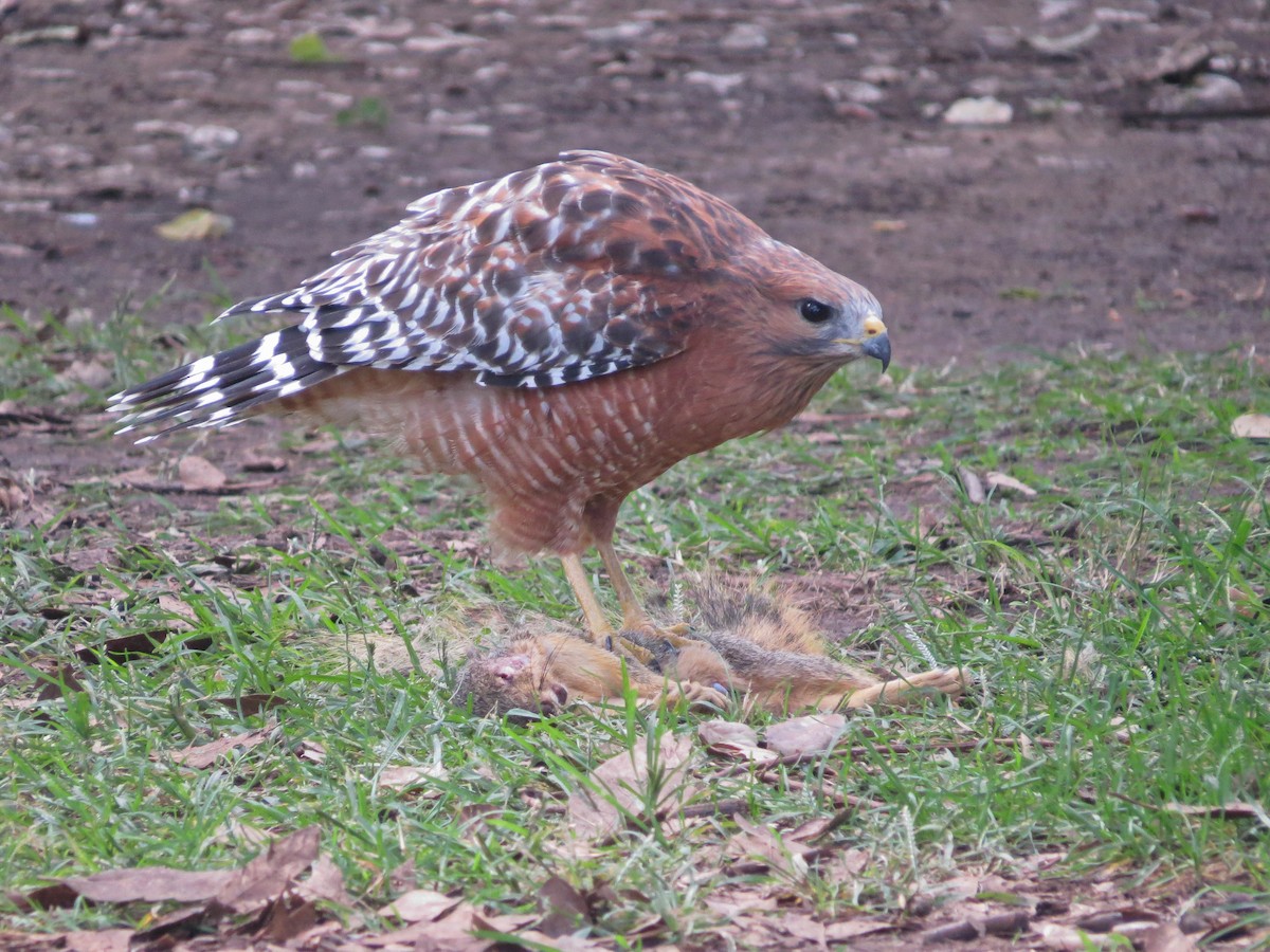 カタアカノスリ - ML643242363