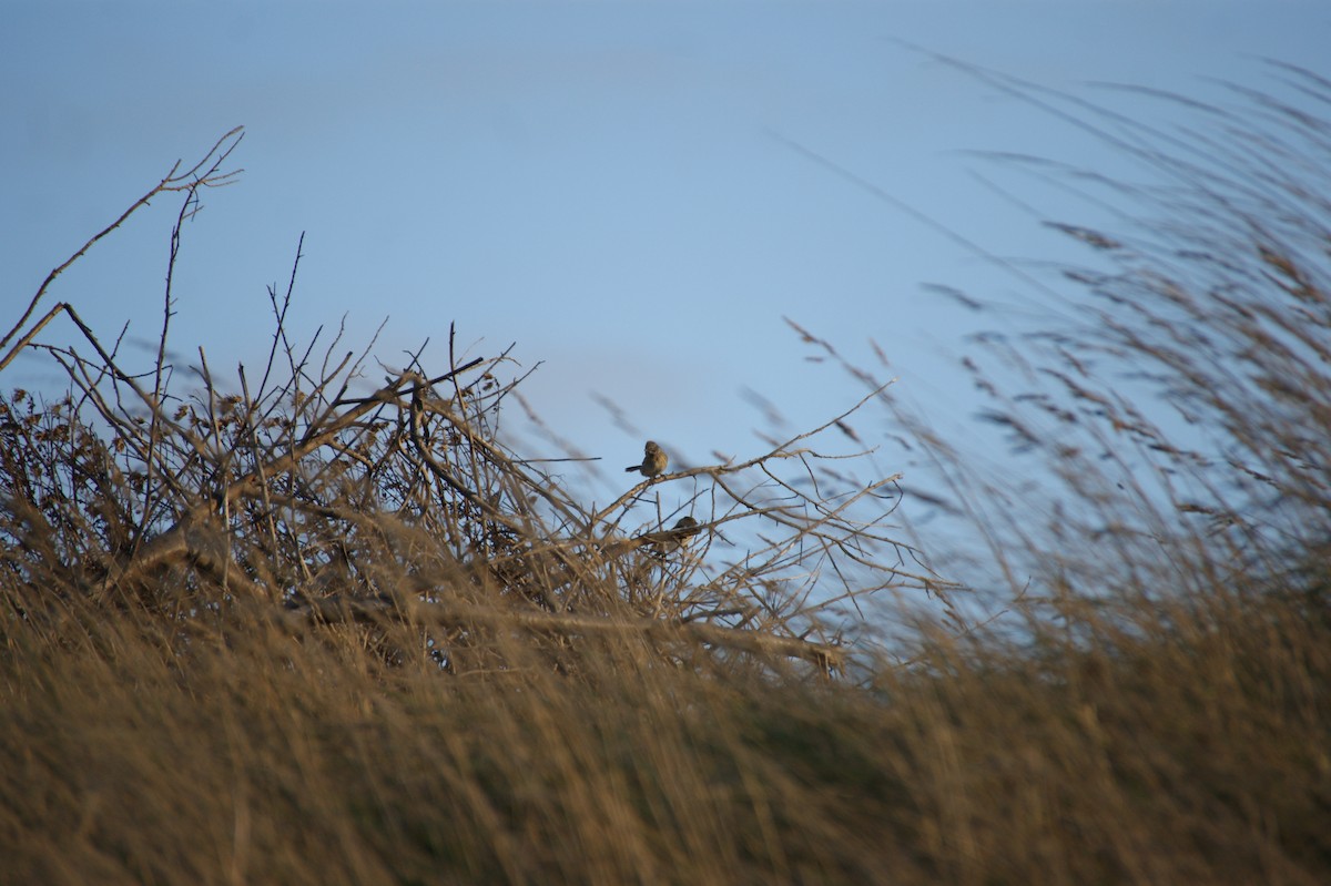 Reed Bunting - ML643242370