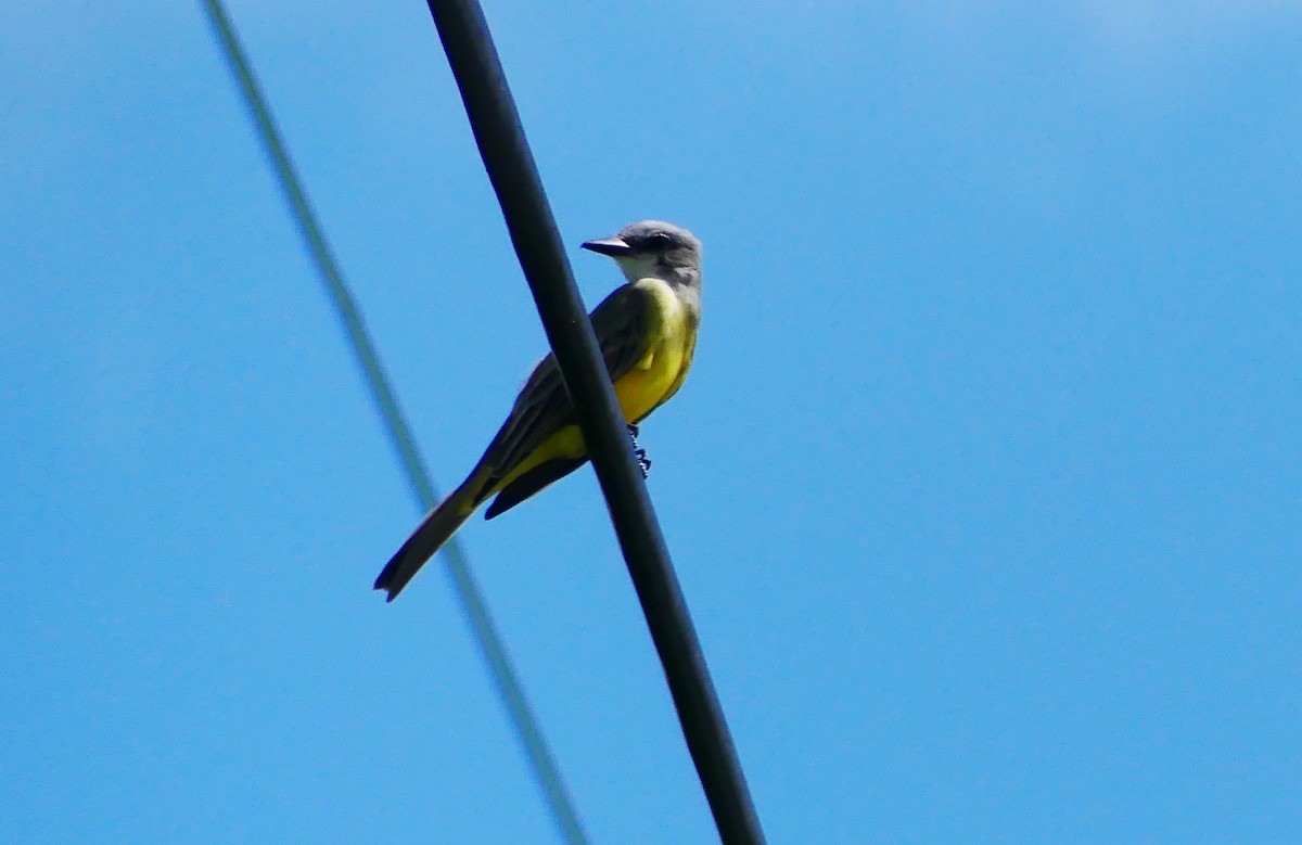 オリーブタイランチョウ - ML643242371