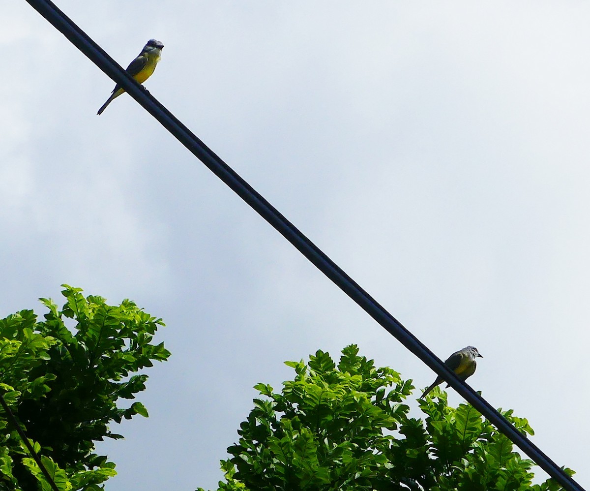 オリーブタイランチョウ - ML643242382