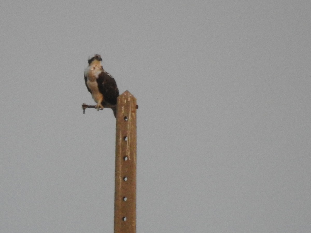 Osprey - ML643242394