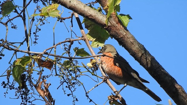 American Robin - ML643242401