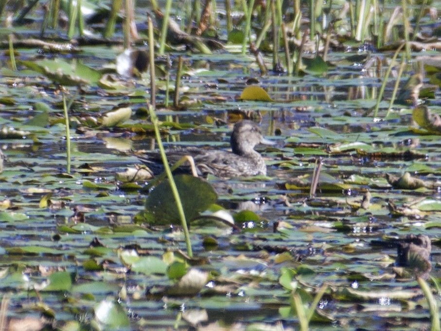 Green-winged Teal - ML643242406