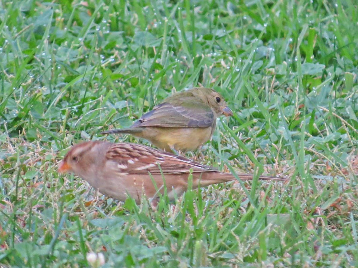 Painted Bunting - ML643242417
