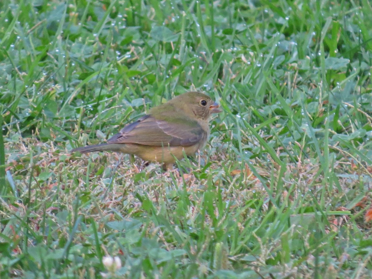 Painted Bunting - ML643242418