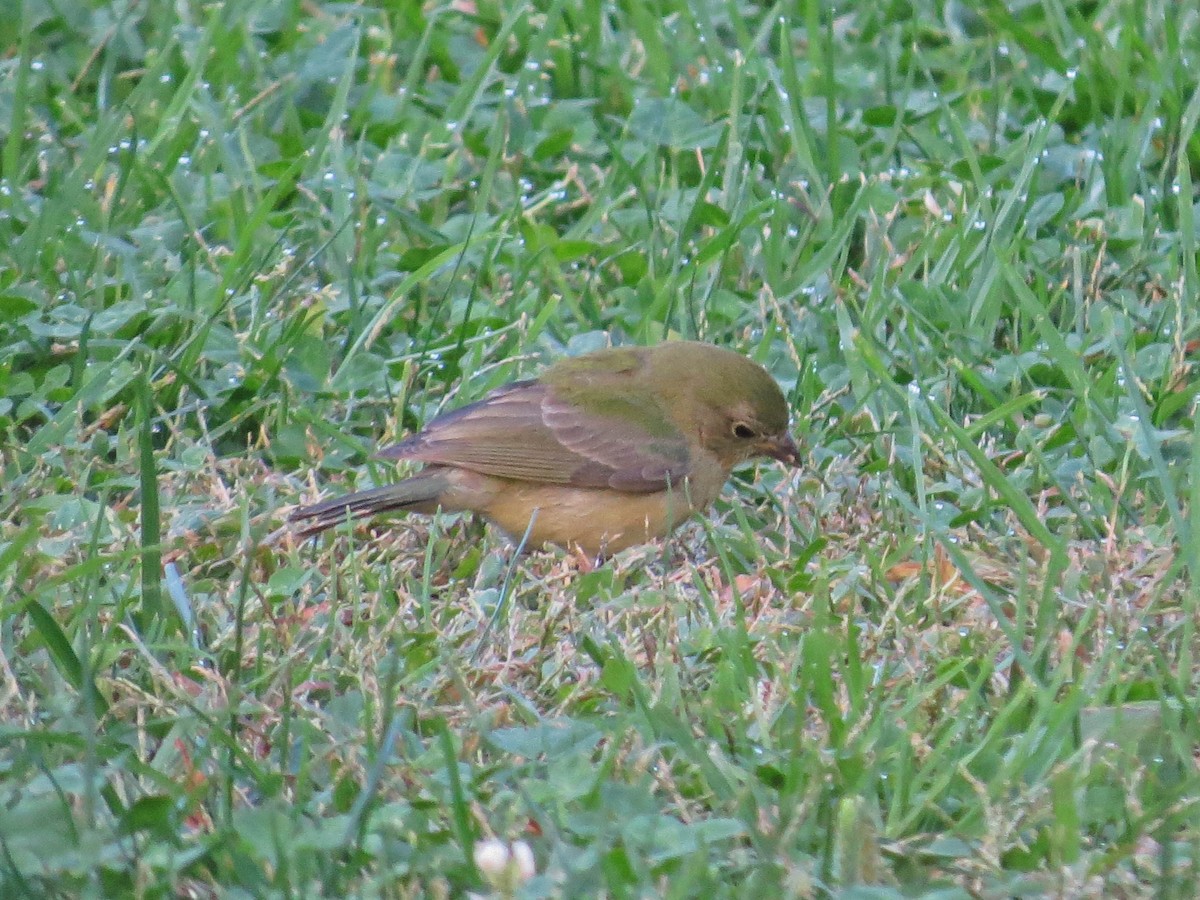 Painted Bunting - ML643242419