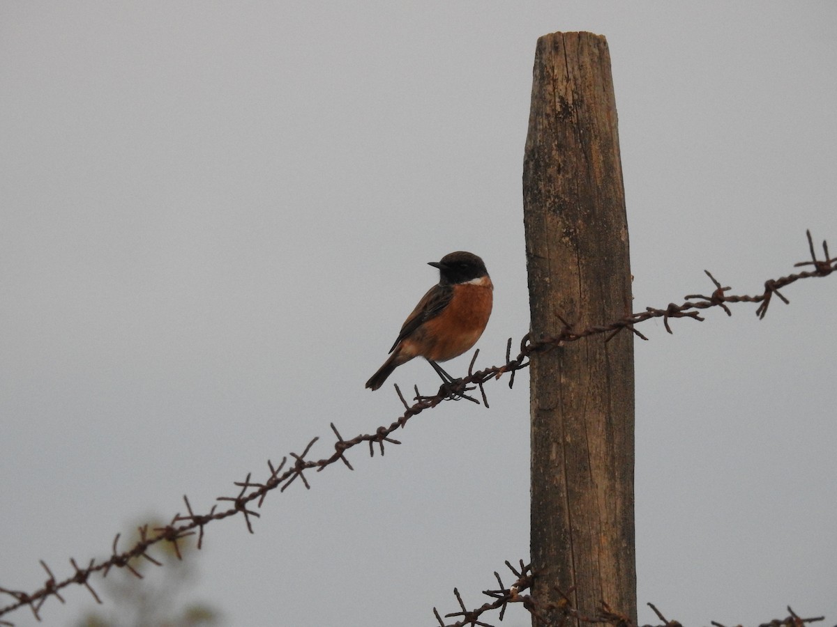 European Stonechat - ML643242424