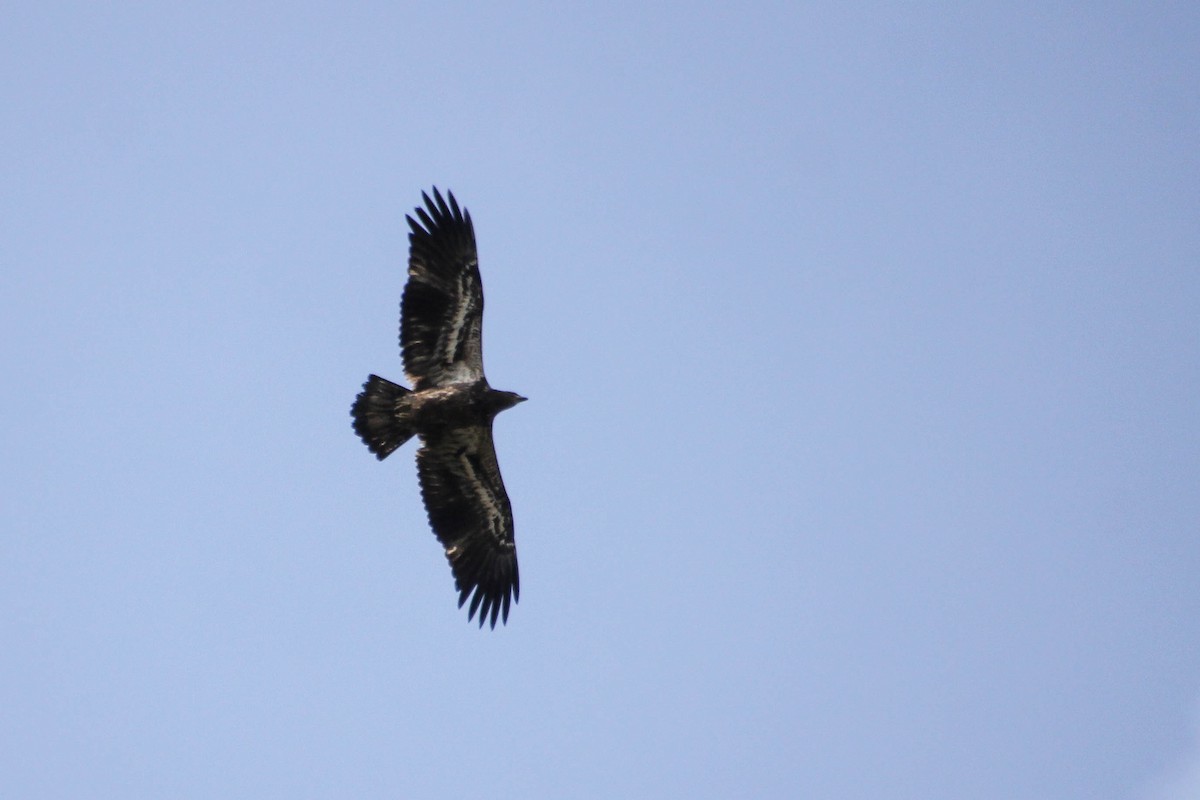 Bald Eagle - ML643242433
