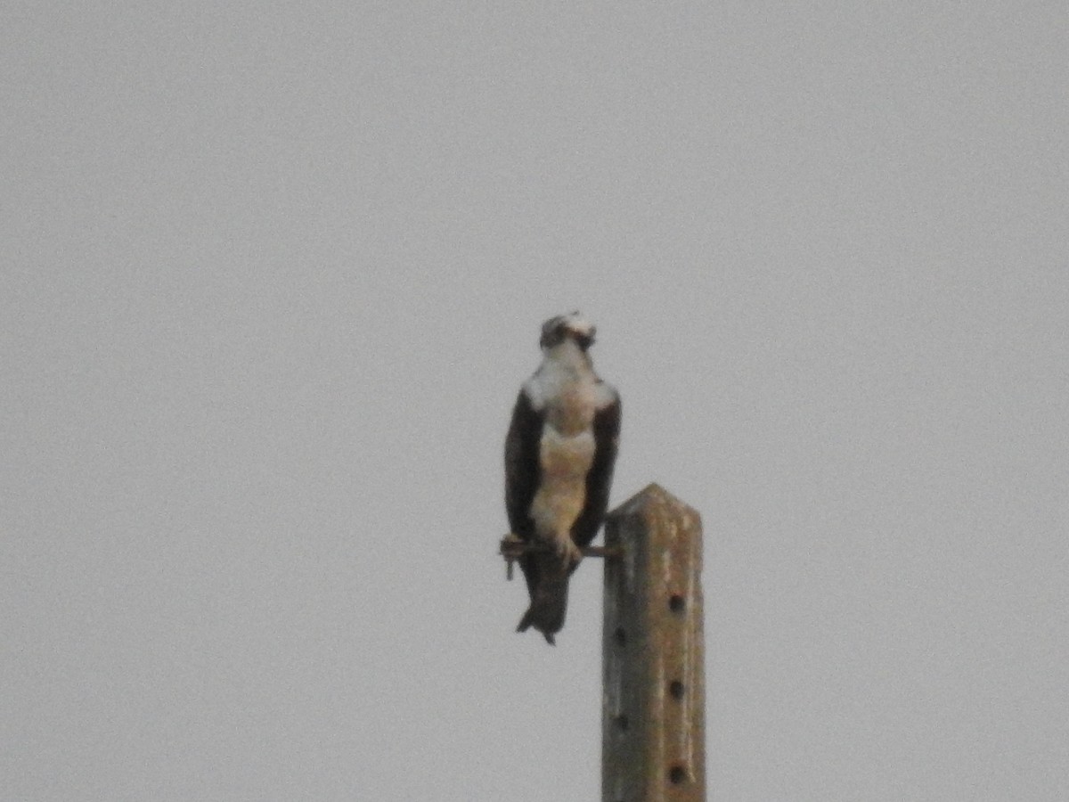 Osprey - ML643242435