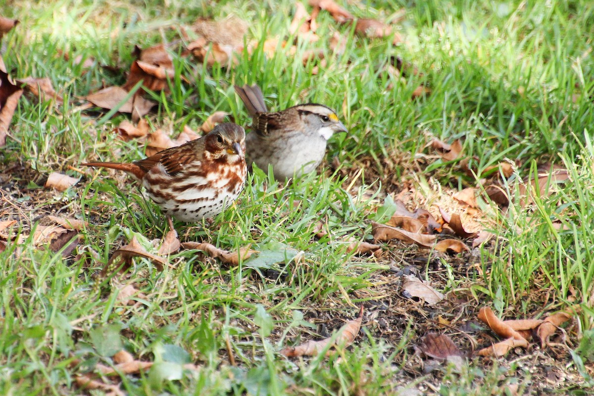 Fox Sparrow - ML643242444