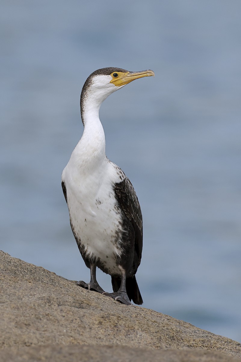 Japanese Cormorant - ML643242446