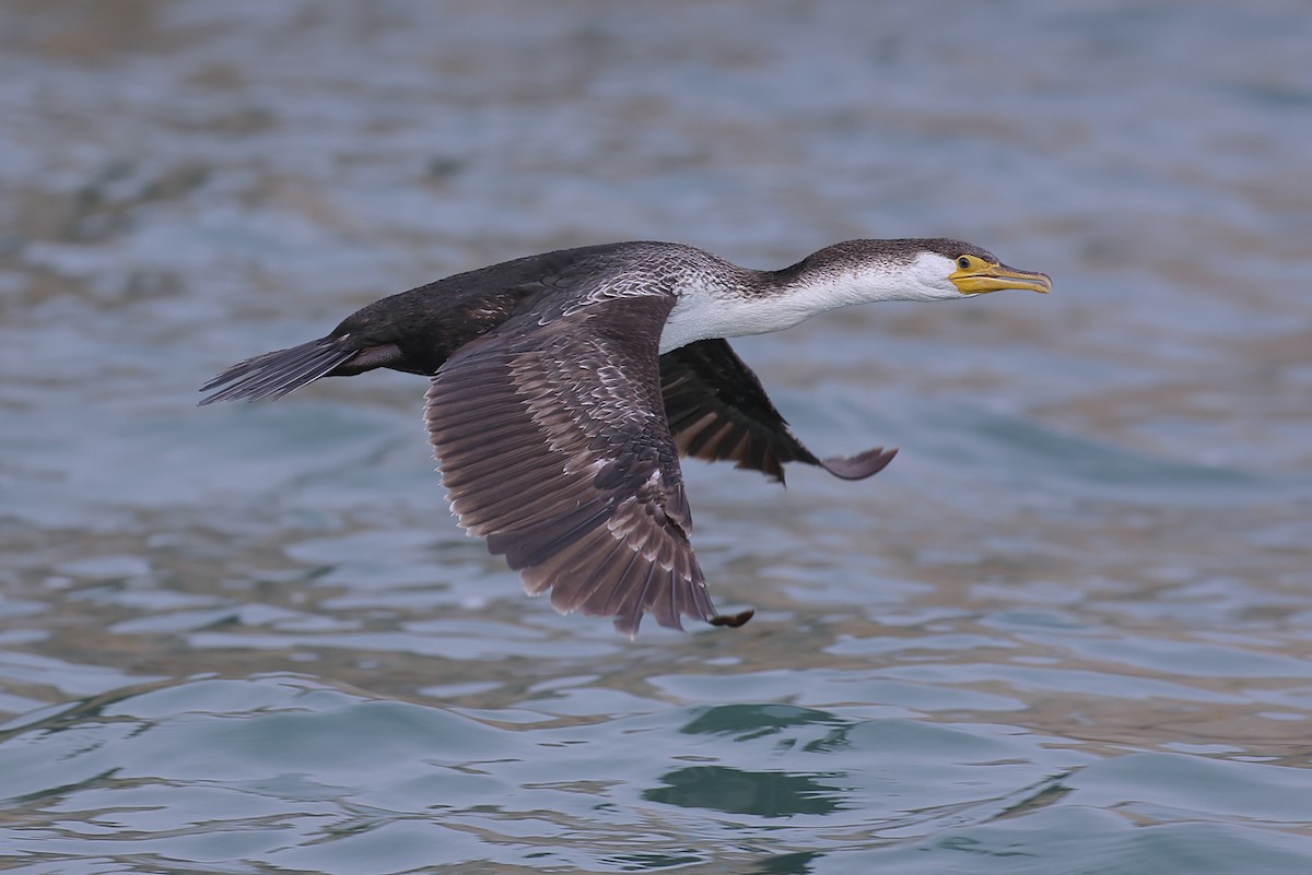 Japanese Cormorant - ML643242447