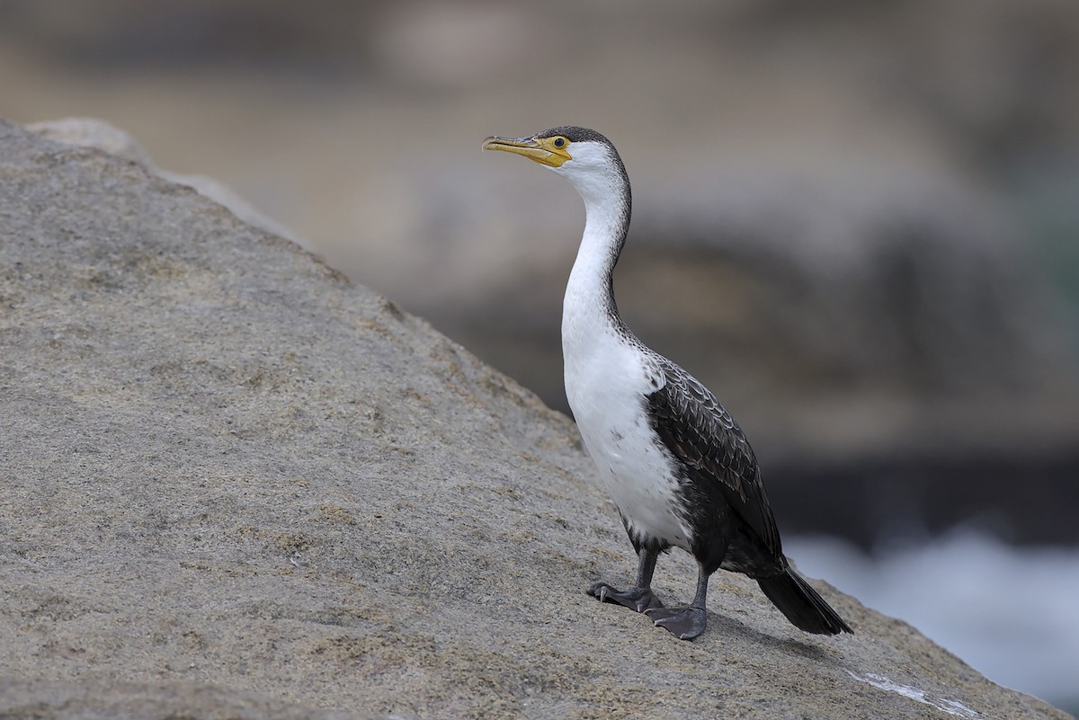 Japanese Cormorant - ML643242448