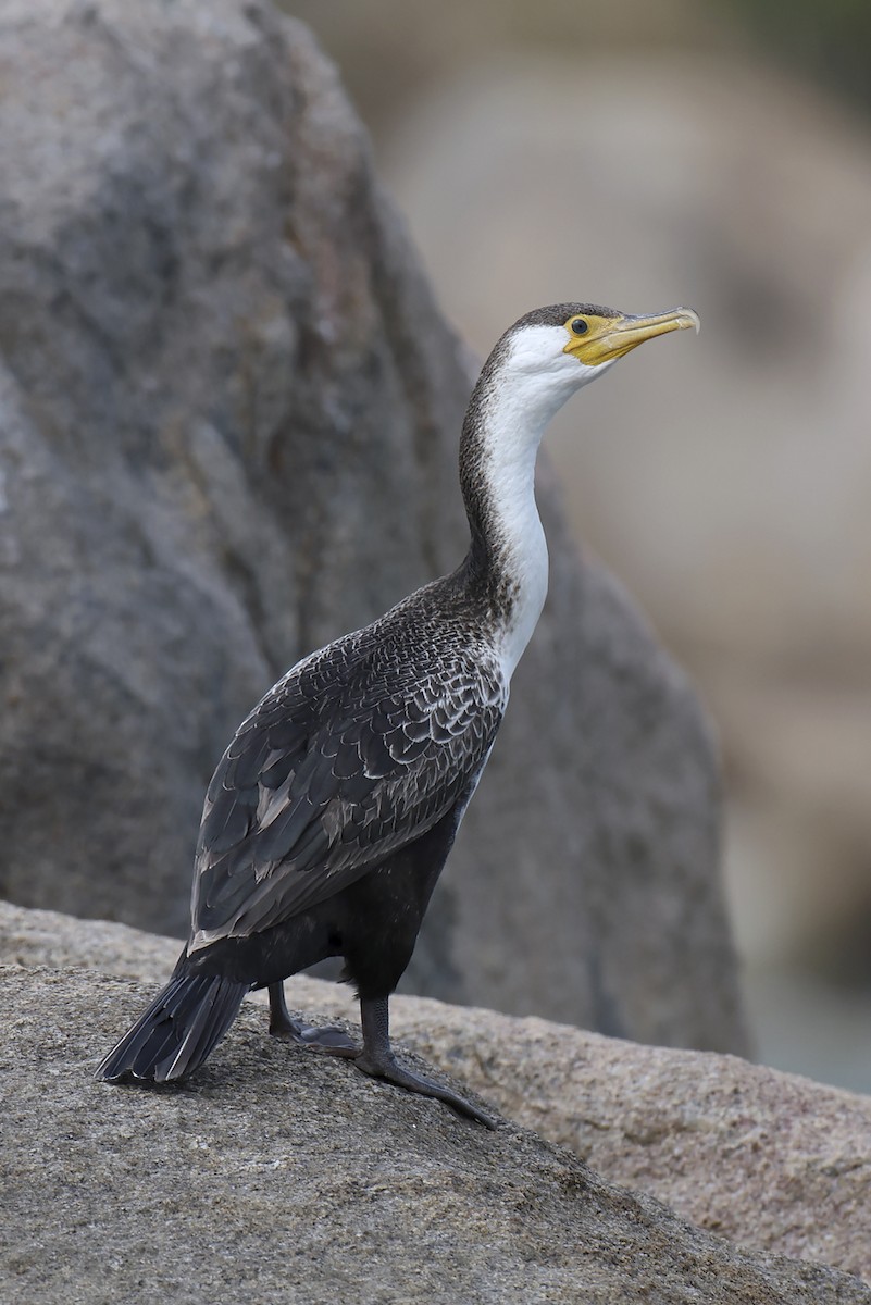 Japanese Cormorant - ML643242449