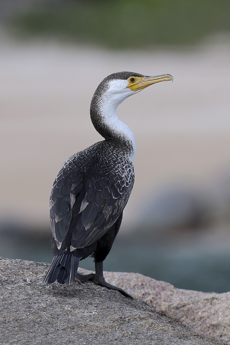 Japanese Cormorant - ML643242450