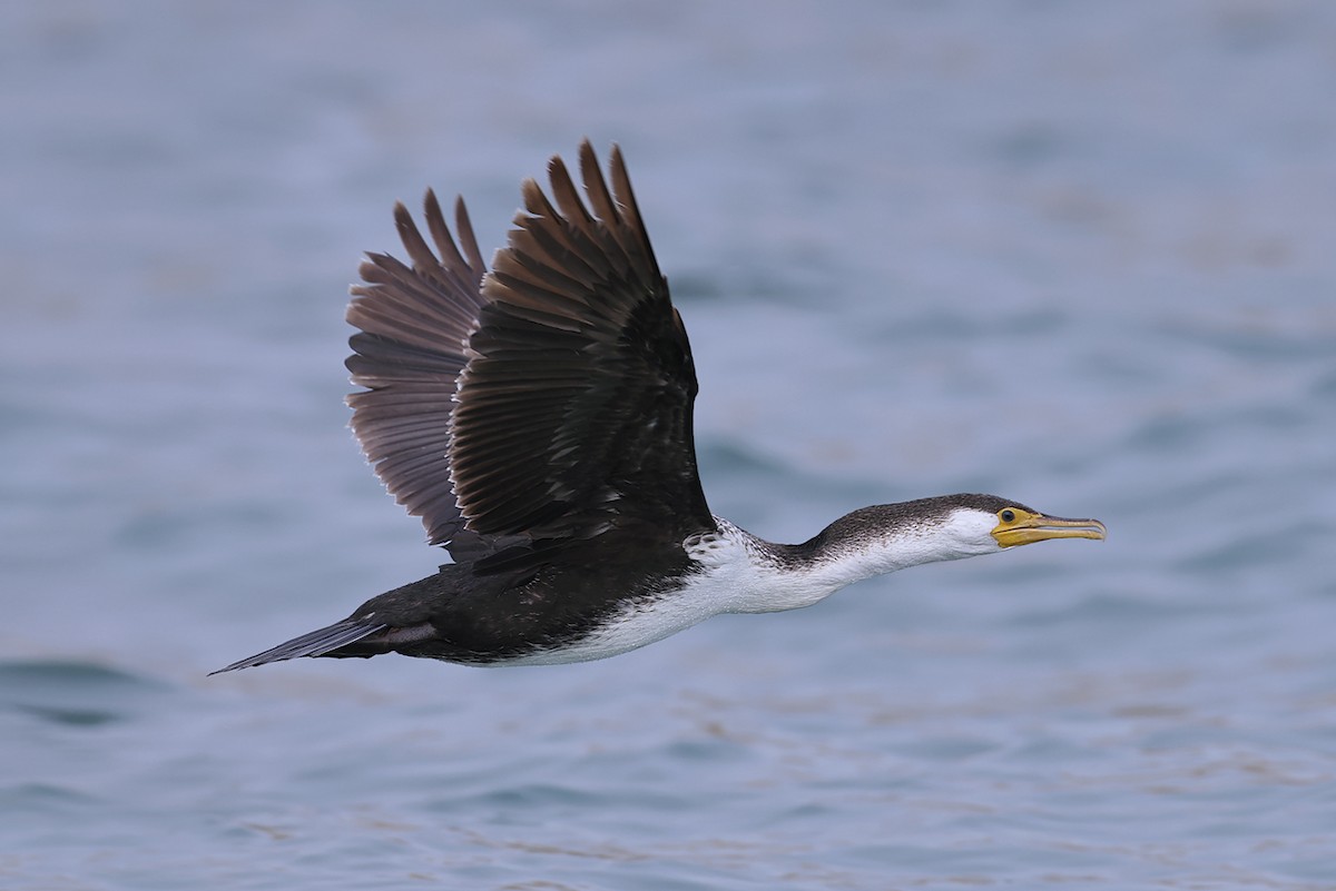 Japanese Cormorant - ML643242451