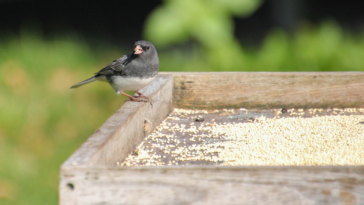 Dark-eyed Junco - ML643242452