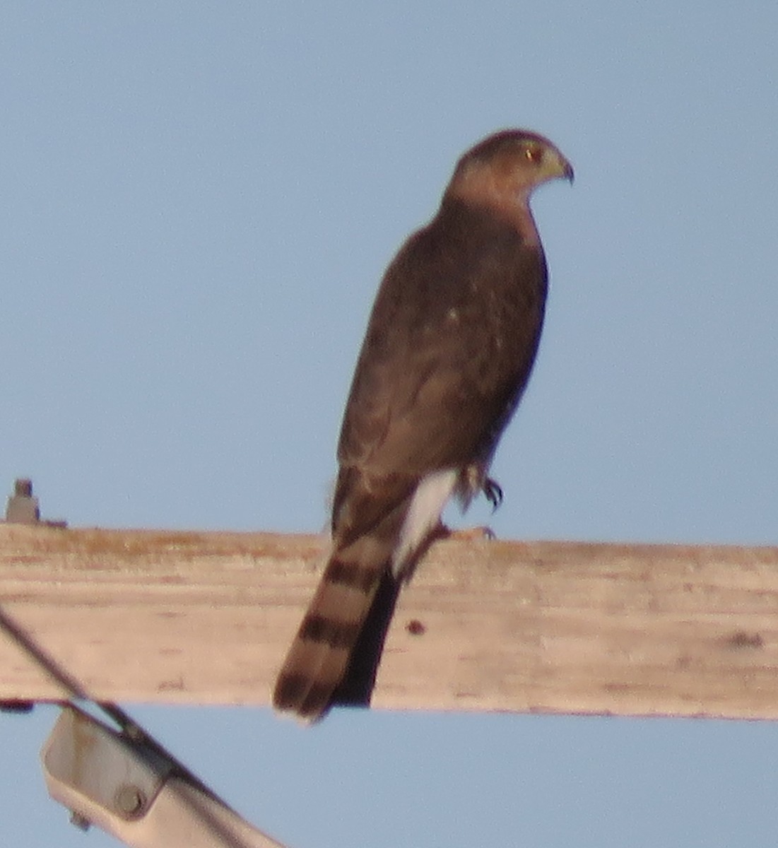Cooper's Hawk - ML643242468