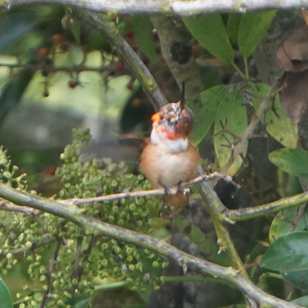 Allen's Hummingbird - ML643242492