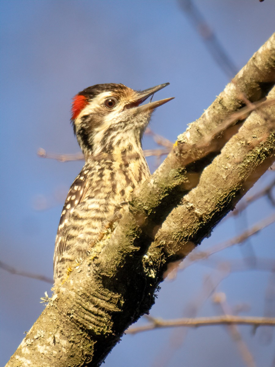 Striped Woodpecker - ML643242500