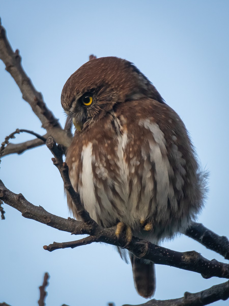 Austral Pygmy-Owl - ML643242516