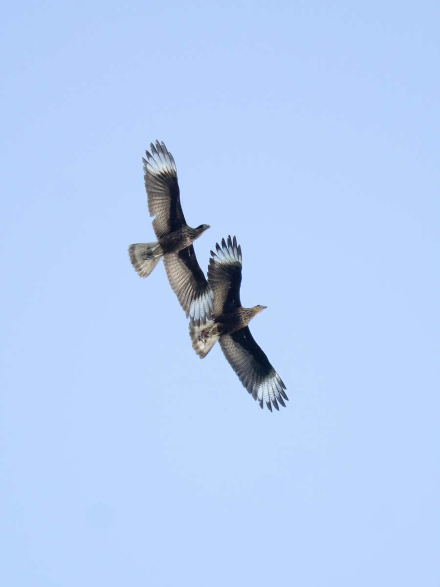Crested Caracara - ML643242528