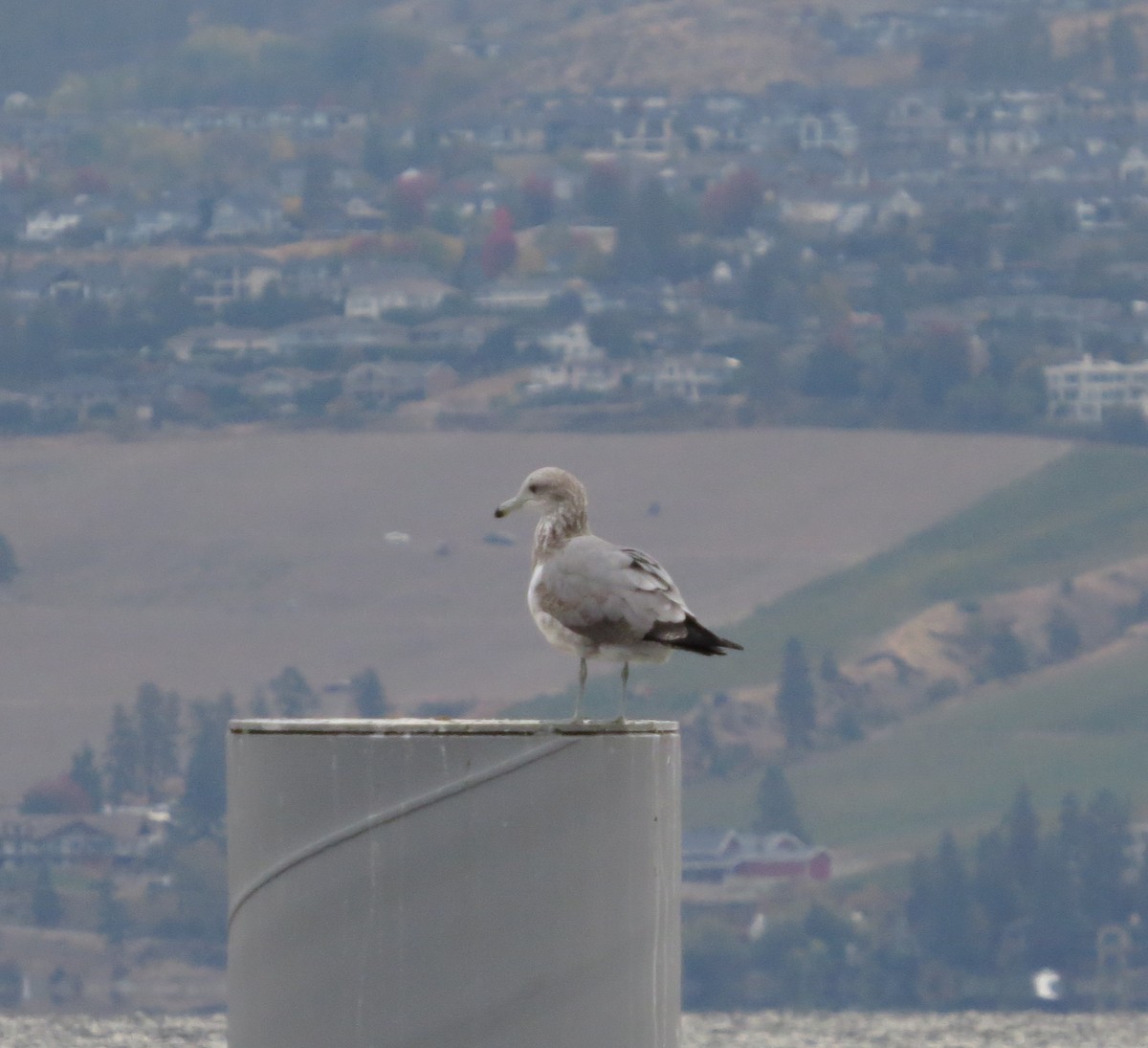 California Gull - ML643242571