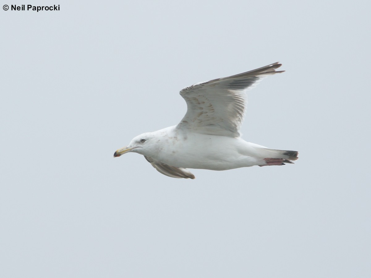 Slaty-backed Gull - ML64324261