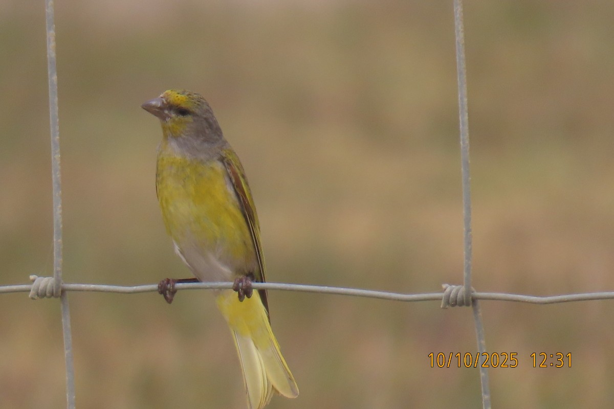 Cape Canary - ML643242615