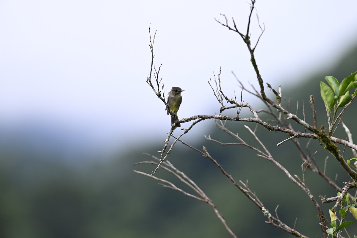 Northern Tropical Pewee - ML643242661