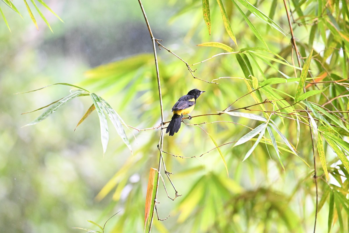 Black-cowled Oriole - ML643242685