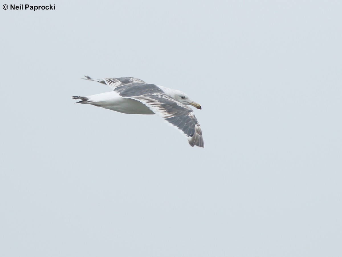 Slaty-backed Gull - ML64324271