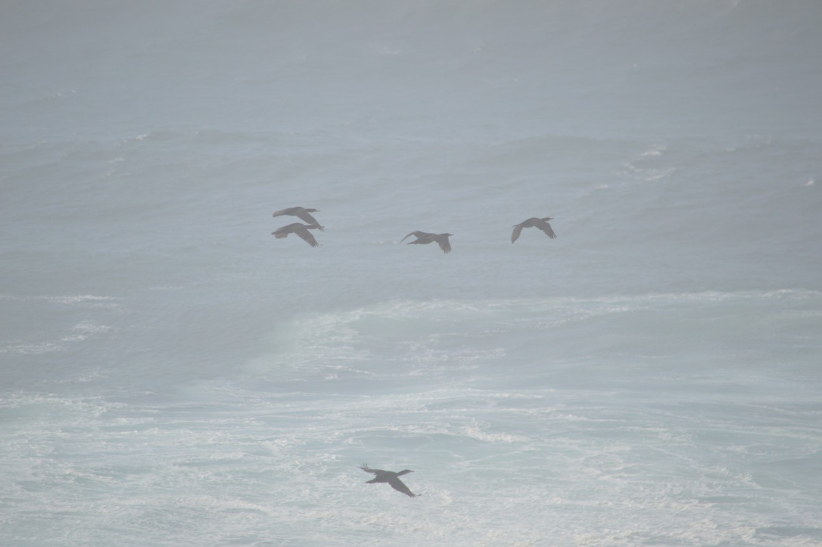 Pelagic Cormorant - ML643242710