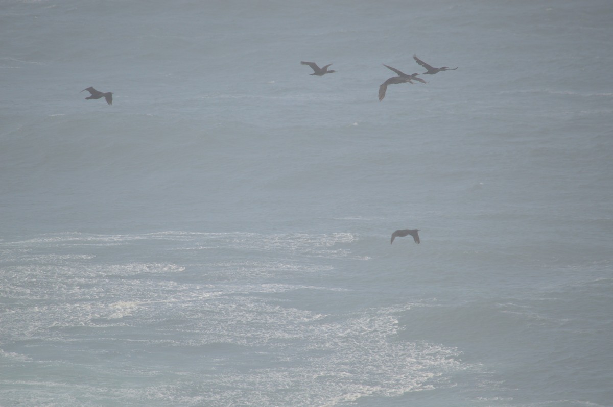 Pelagic Cormorant - ML643242711