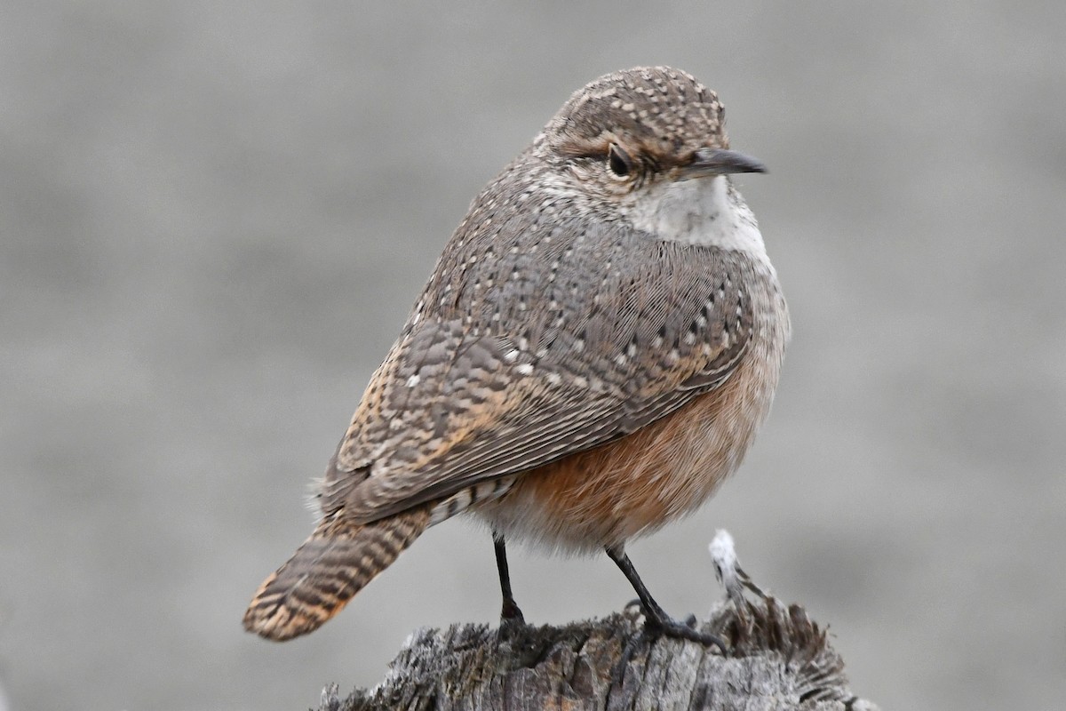 Rock Wren - ML643242736