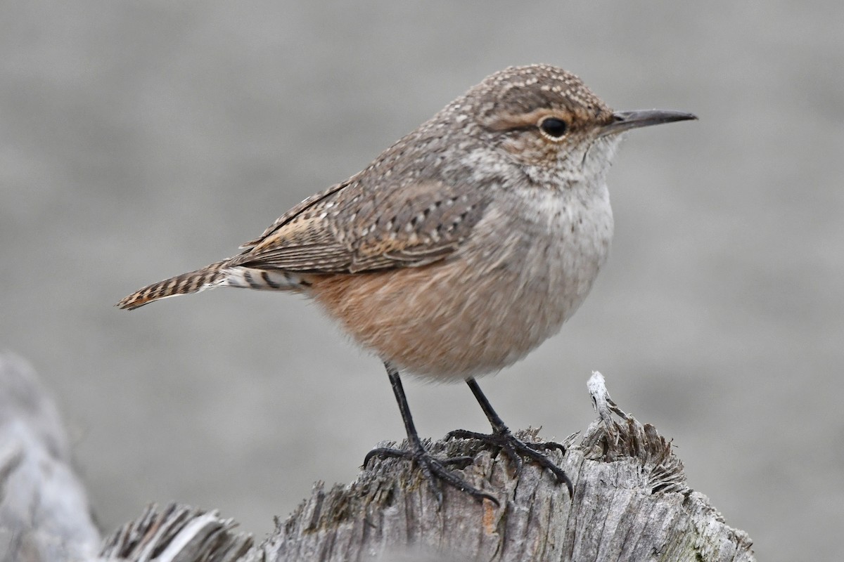Rock Wren - ML643242737