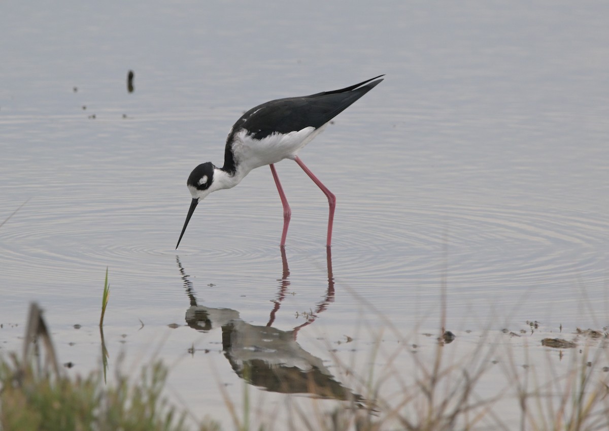 Black-necked Stilt - ML643242757