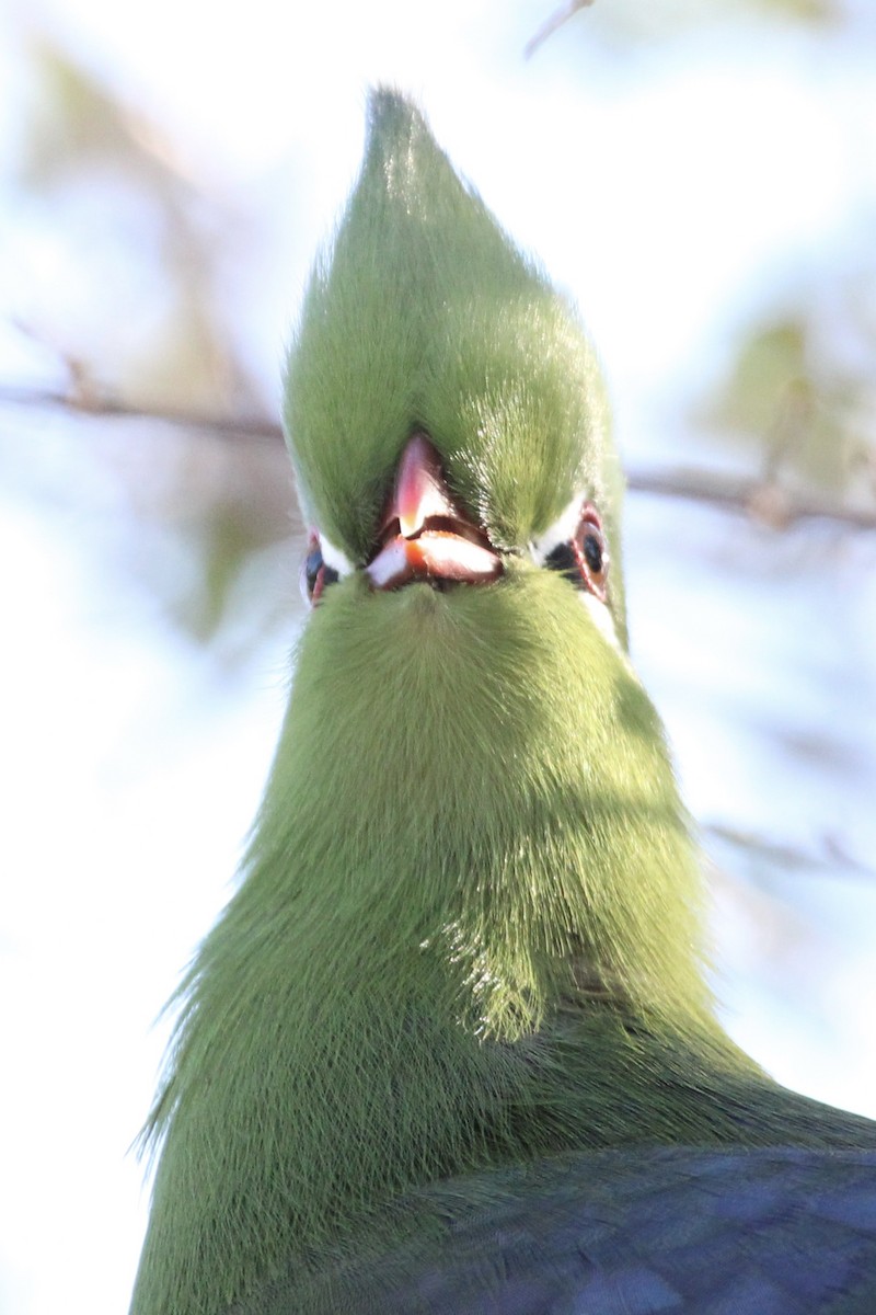 Knysna Turaco - ML643242795