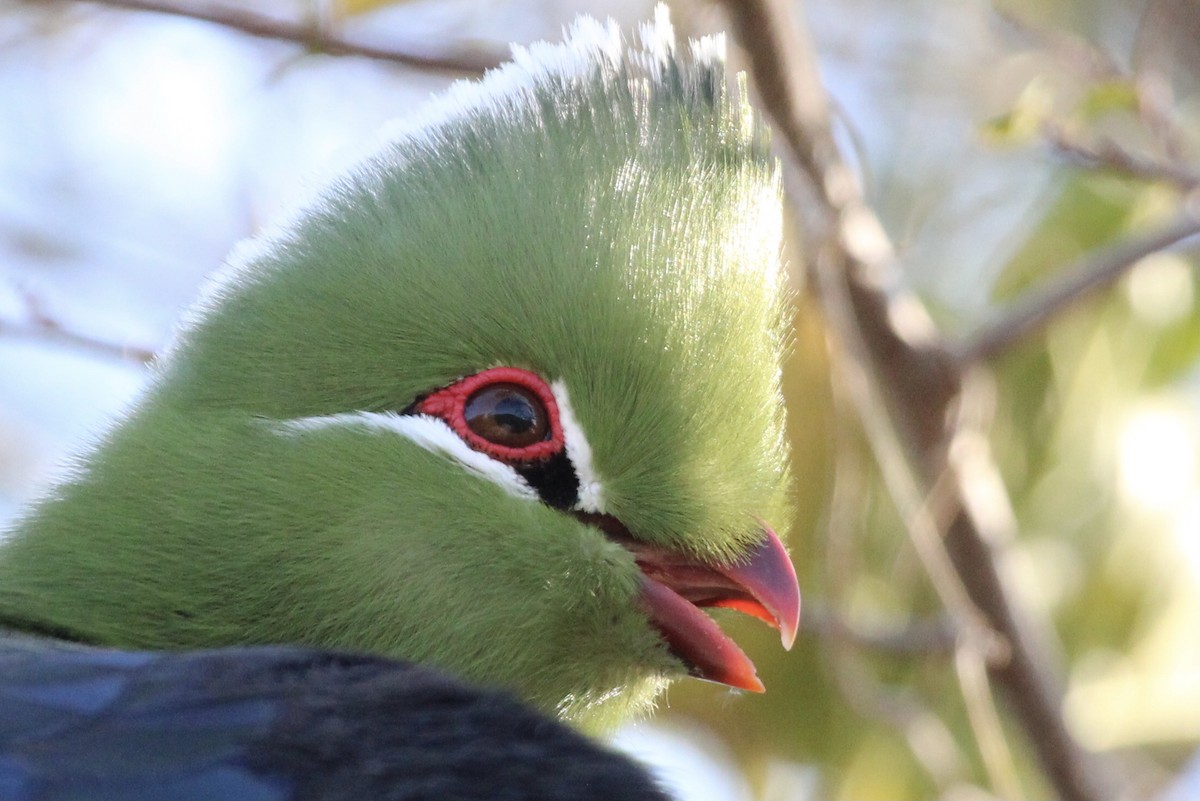 Knysna Turaco - ML643242796