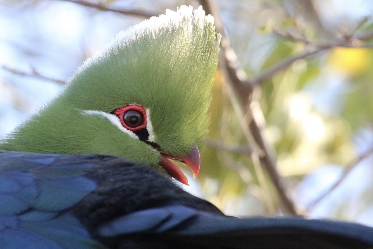 Knysna Turaco - ML643242797