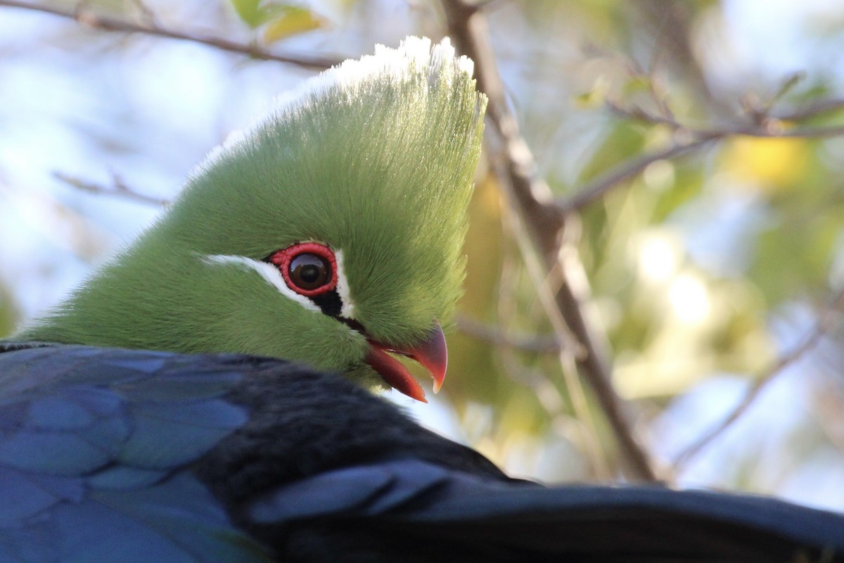 Knysna Turaco - ML643242798