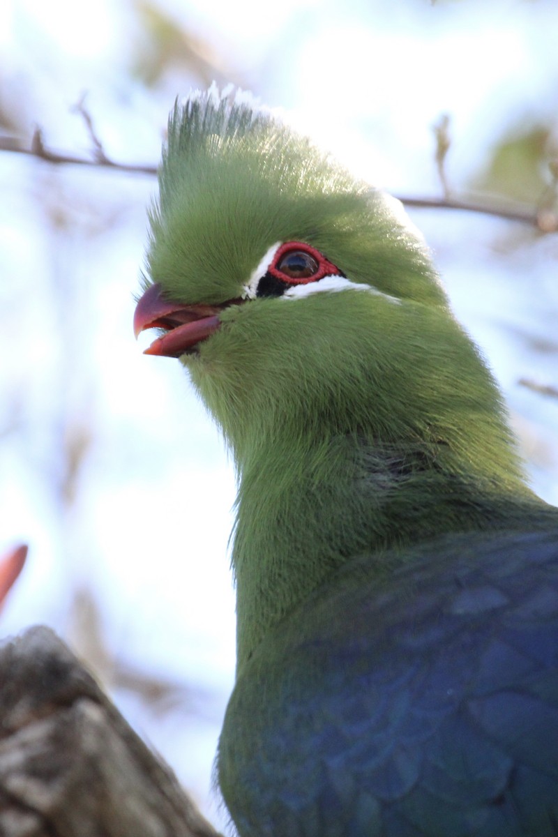 Knysna Turaco - ML643242799