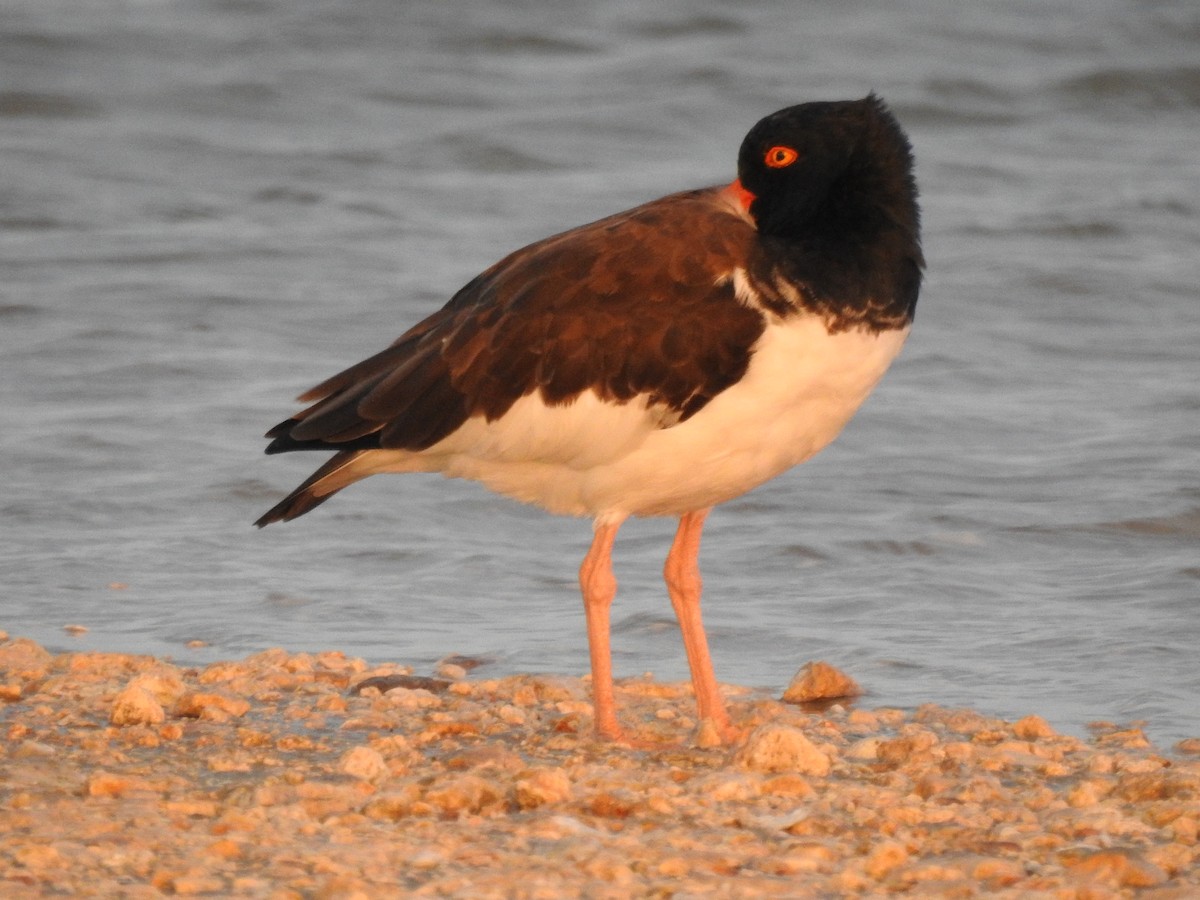 American Oystercatcher - ML643242801