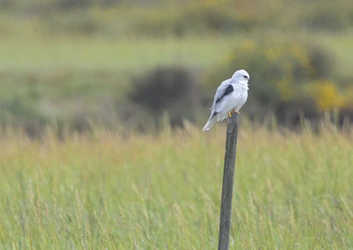 White-tailed Kite - ML643242802